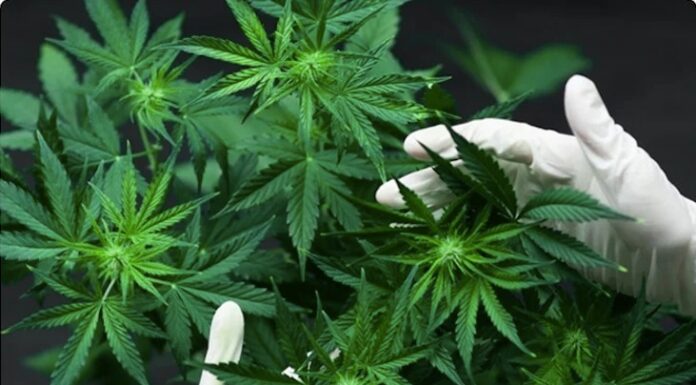 Legalizzazione droga